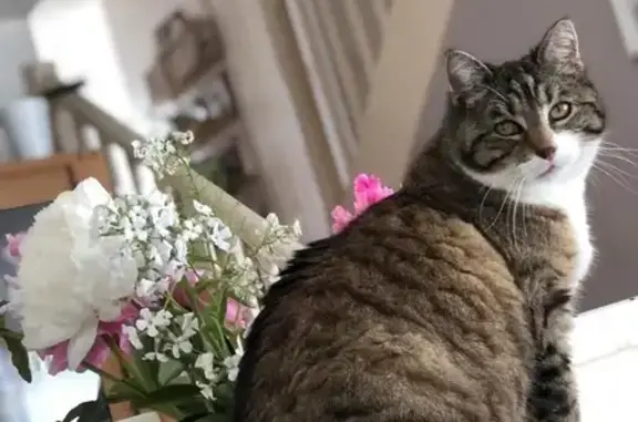Animaux perdus Louverné, photo: Chatte tigrée disparue à Louverné
