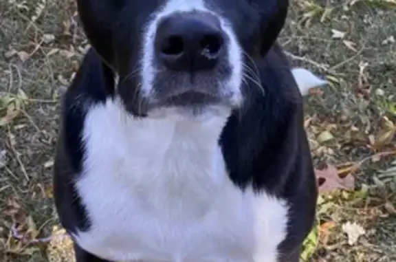 Missing Gentle Black & White Dog - Brook Park