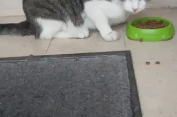 Chat mâle blanc et gris trouvé à Domgermain - photo