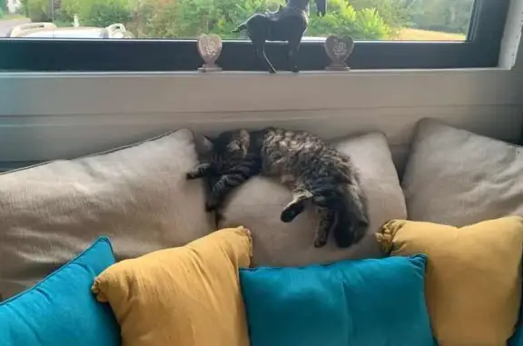 Chatte Européenne perdue à Auxelles-Bas - photo