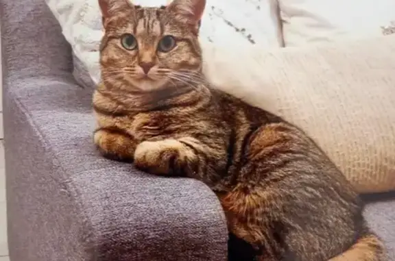 Chat perdu, , photo: Chatte tigrée perdue à Rouilly-Sacey