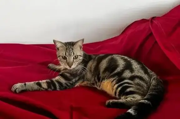 Animaux perdus Paris, photo: Jeune chat tigré disparu, Paris 15ème