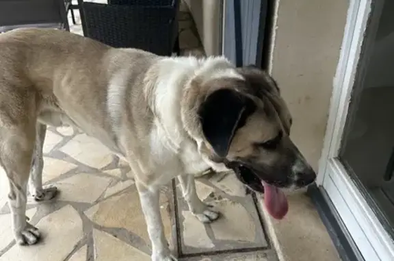 Chien trouvé , photo: Chien trouvé à Luray (28500) ce soir