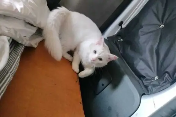 Animaux perdus Montreuil-Bellay, photo: Chat blanc castré perdu à Montreuil-Bellay