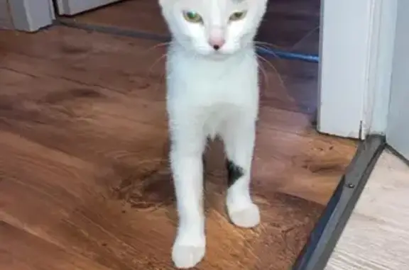 Chatte européenne trouvée à Barbezieux - photo