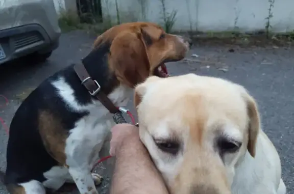 Chien trouvé Carlepont, photo: Trois chiennes trouvées à Carlepont
