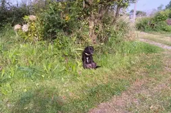 Chien perdu Plouescat, photo : Chien perdu : Shadow, petite chienne noire