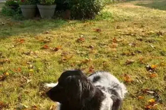 Animaux perdus , photo: Chien Friese Stabij perdu à Luchapt