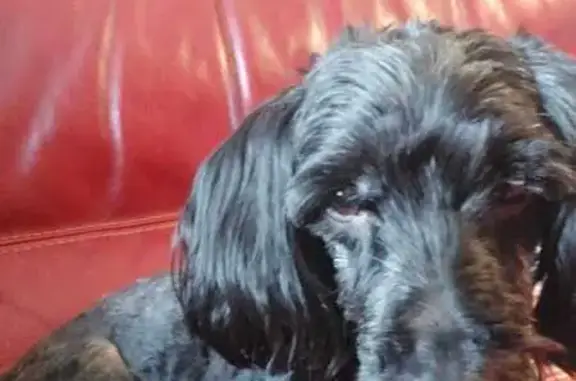 Animaux perdus Mauriac, photo: Chien disparu : Caniche croisé noir, femelle