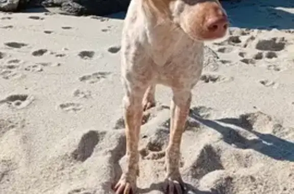 Chien perdu Plouescat, photo : Chien disparu à Plouescat: Touline, 11kg