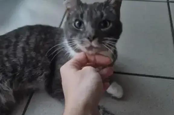 Chatte européenne grise et blanche trouvée - photo