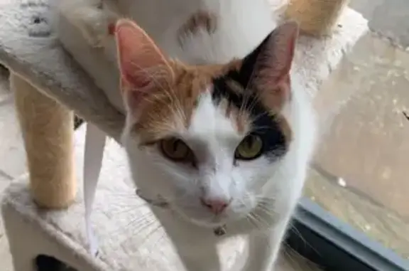 Missing Calico Cat on Cecil Street, Lincoln