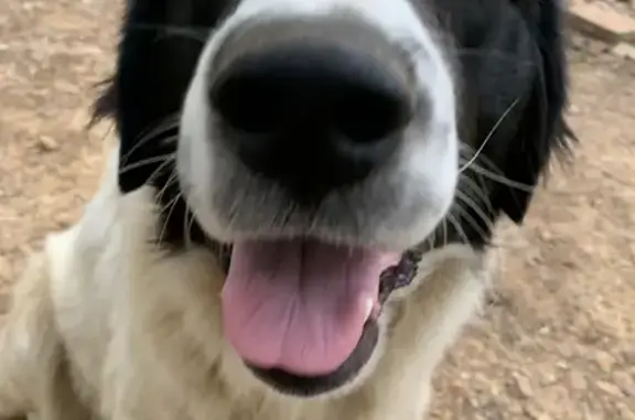 Lost Bernese Mix: Black & White, Romine Rd