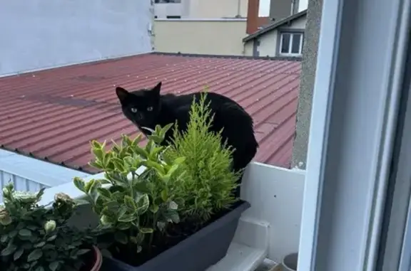 Animaux perdus Clermont-Ferrand, photo: Chat noir perdu, Onyx, Rue Lamartine