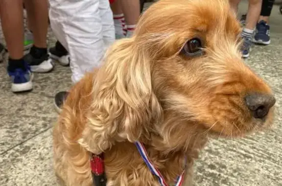 Chien perdu près du collège Elise Deroche - photo
