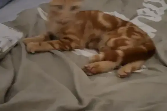 Animaux trouvés , photo: Jeune chat roux trouvé à Louan-Villegruis