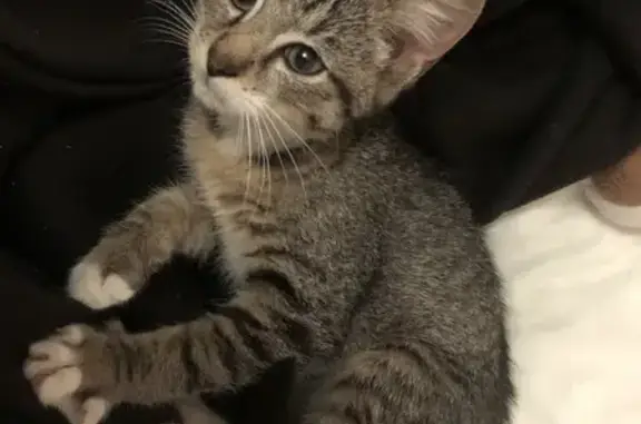 Chaton gris câlin trouvé à Mouzeuil-Saint-Martin - photo