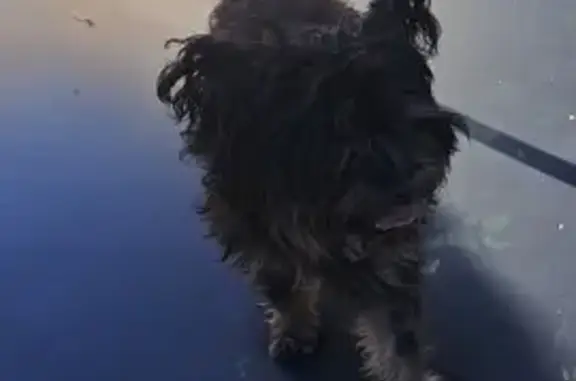 Lost Shih Tzu: Friendly, Black & Brown, Beaverton