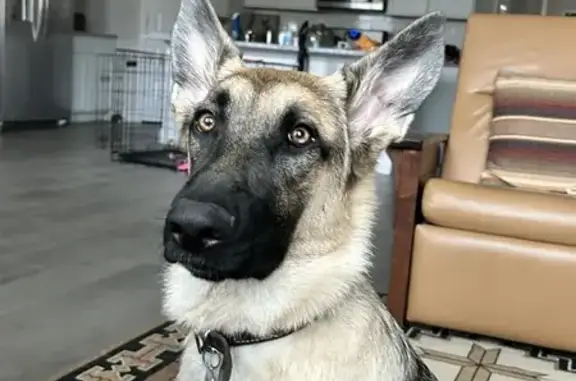 Missing Fawn German Shepherd in Spring Branch