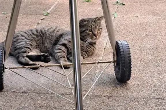 Chat tigré avec oreille déformée trouvé - photo