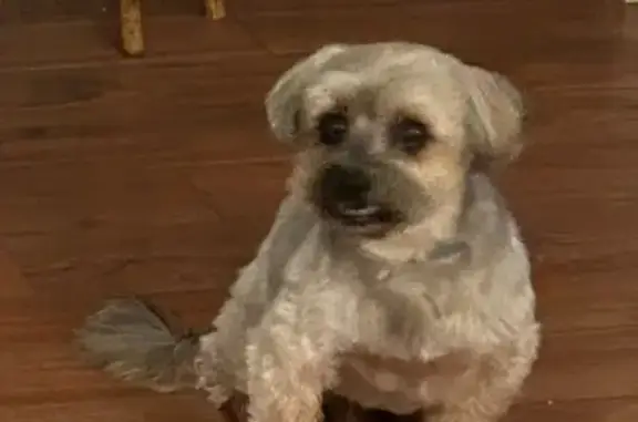 Missing Dog: 13-Year-Old Tan Shih Tzu/Yorkie Mix