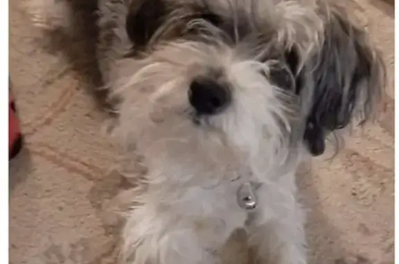 Lost Black & White Schnauzer on Manchester Dr