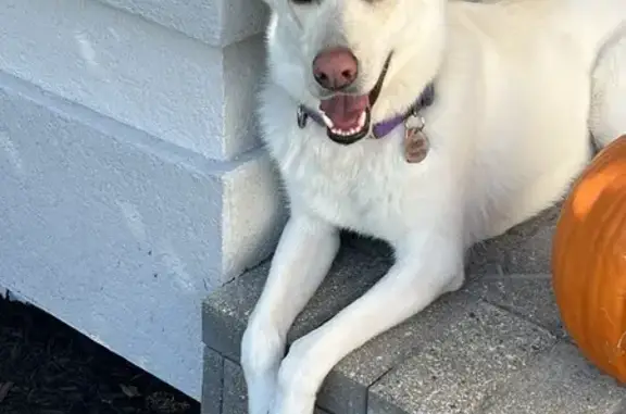 Lost White German Shepherd in St. Charles