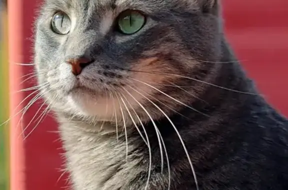 Lost Grey Tabby Cat on 258th Street, WY