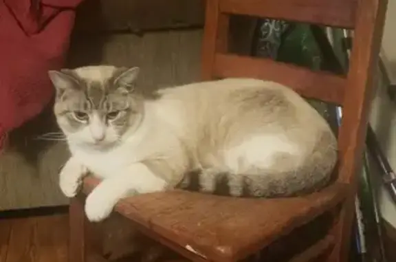 Lost Lynx Point Siamese Mix - Twin View Lane