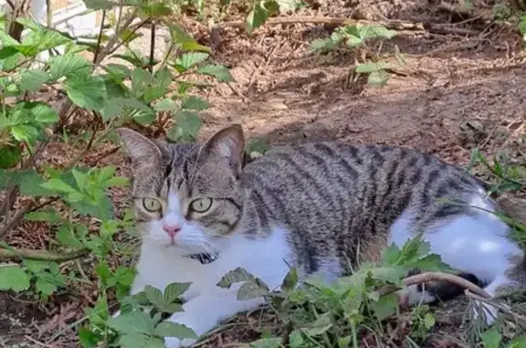 Animaux perdus Saint-Avold, photo: Chat Thor perdu, mâle tigré blanc/gris, rue Monclar