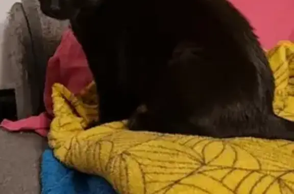 Animaux perdus Schiltigheim, photo: Chat noir 10 mois disparu, Rue Ungemach
