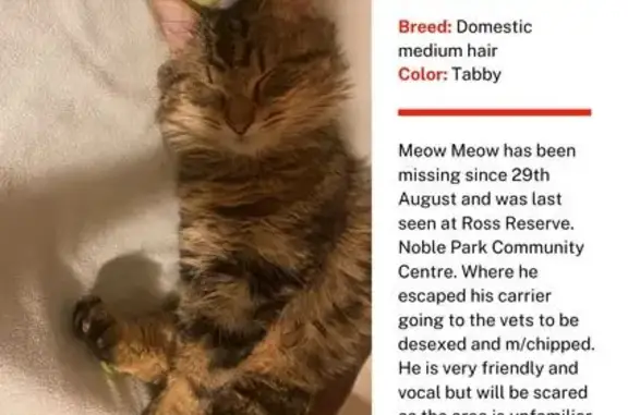 Lost Tabby Cat in Noble Park - Help Needed!