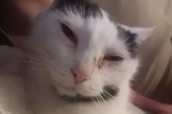 Animaux perdus Tarnos, photo: Chat Européen Disparu à Tarnos
