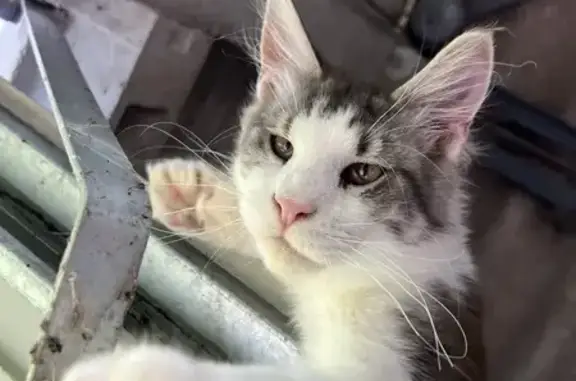 Chat perdu, Lignières, photo: Chat maine coon gris blanc perdu à Lignières