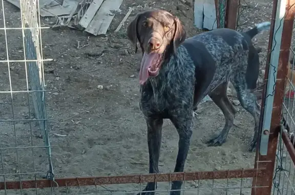 Perro Perdido: Braco Alemán en San Juan del Puerto