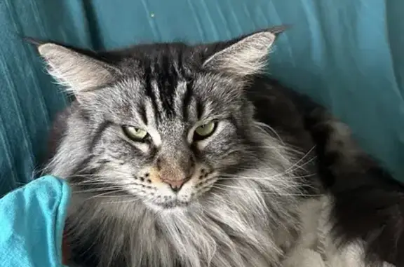 Chat perdu sans collier, identifié par puce - photo