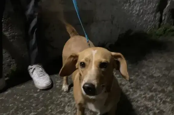 Chienne Mia trouvée à Angoulême - photo