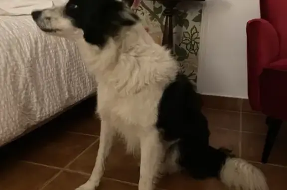 Chien trouvé Brando, photo: Chien Border collie trouvé à Erbalonga