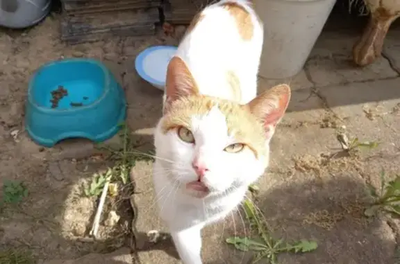 Chat mâle trouvé, non castré, jardin Changé - photo