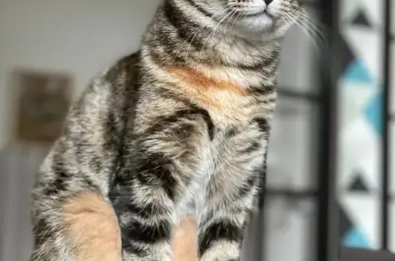 Animaux perdus Pontivy, photo: Chatte tigrée disparue à Pontivy