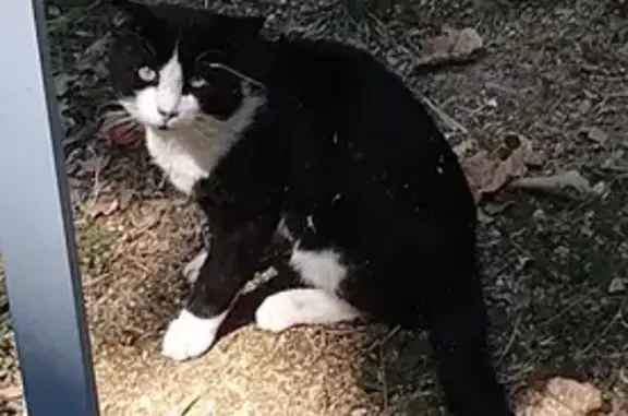 Animaux trouvés , photo: Chat mâle noir et blanc trouvé, peureux, Grasse