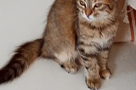 Animaux perdus Montpellier, photo: Chaton tigré roux/marron perdu, Montpellier