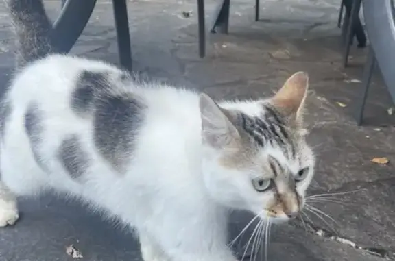 Chat trouvé à Argentat-sur-Dordogne - photo