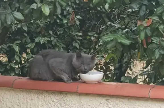 Chat gris Chartreux trouvé, 4-6 ans, maigre - photo