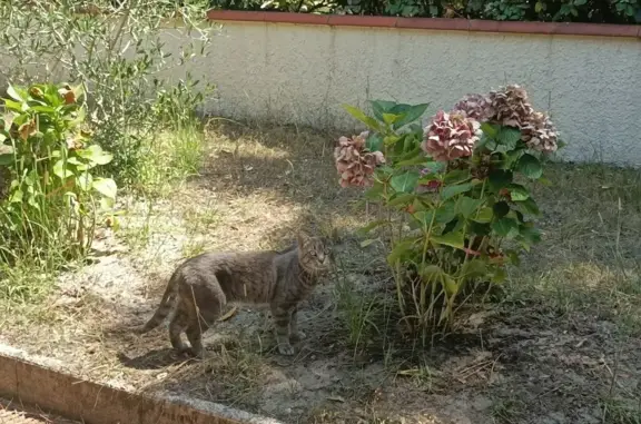 Chat mâle gris tigré trouvé à Seignosse - photo