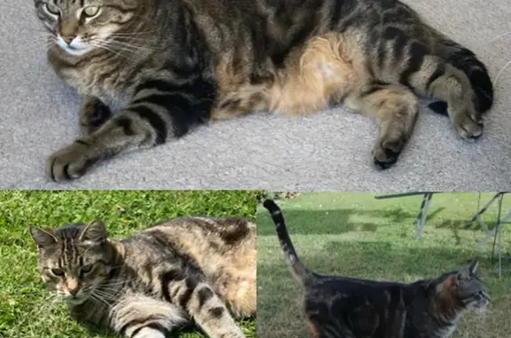 Animaux perdus , photo: Chat européen gris tigré perdu, Petit-Caux