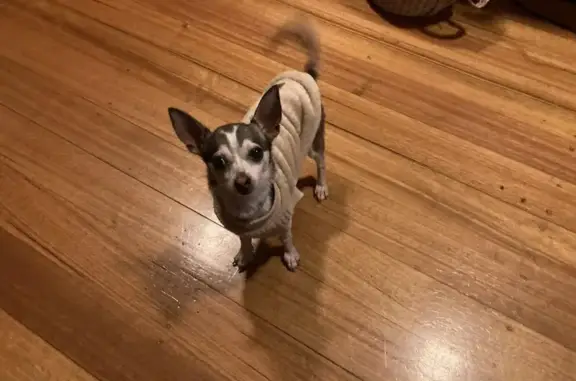 URGENT: Missing Elderly Chihuahua in Dandenong