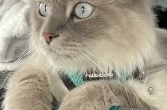 Animaux perdus Farschviller, photo: Chat disparu Ryo, sacré de Birmanie, Farschviller
