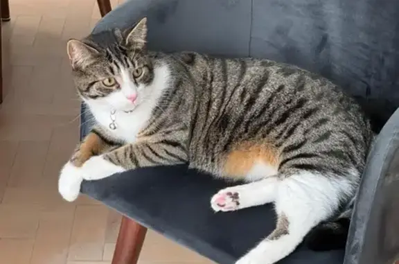 Missing Large Tabby Cat Reggie in Salford