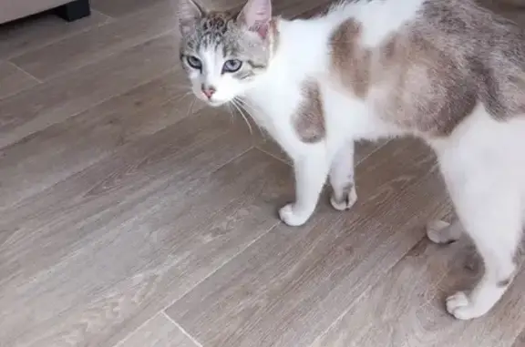Jeune chat mâle non castré trouvé à Langueux - photo